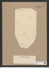 Coscinodiscus gazellae Jan. (de-Toni-Nr.: Genus 202, Species 5029) Zeichnungen Sammlung Grunow Nr. 8753 (NHMW-BOT-W0378341)
